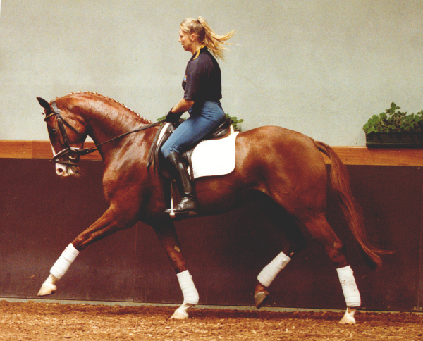 Remi Waltzing Matilda Elite Mare