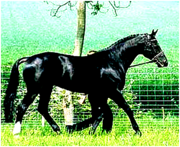 Lanthan Hanoverian Stallion (dscd)