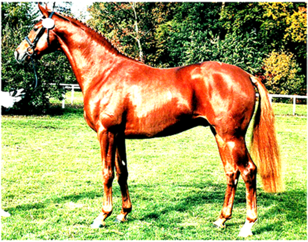 Londonderry Stallion