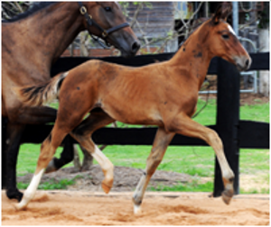 Foals for Sale