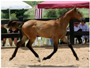 Horses for Sale Remi Frangelica