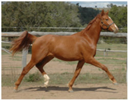 Youngsters Sold Remi Pegasus