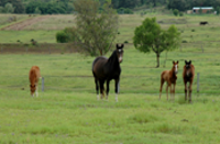 Home Foals